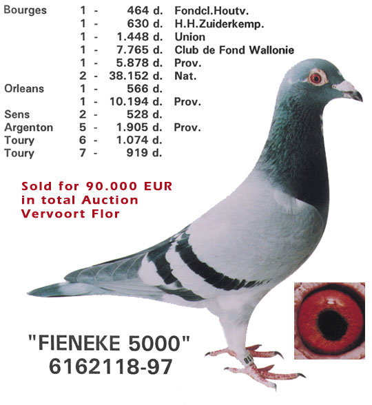 DV071-19-793 ERKEK  /  FLOR VERVOORT % 100 INBREED FIENEKE 5000