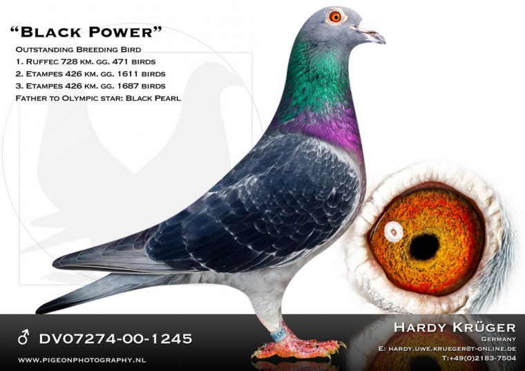 DV07274-20-946 DİŞİ / INBREED BLACK POWER 