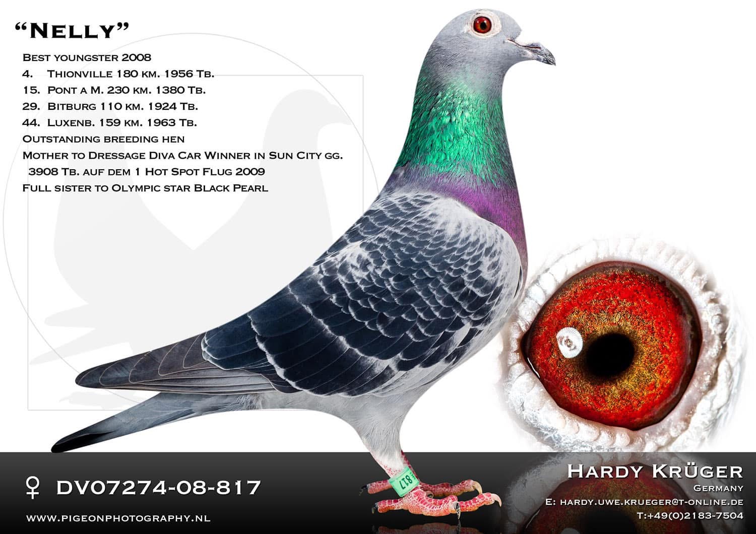 DV07274-20-946 DİŞİ / INBREED BLACK POWER 