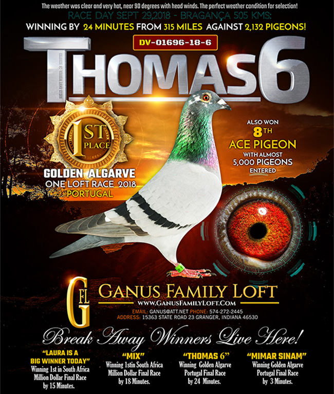 DV07348-21-2 DİŞİ / SİMON WOLF - BABASININ KARDŞEİ THOMAS 6 ANNESİ ROMARİO TORUNU