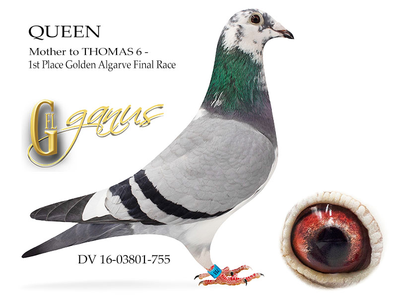 DV07348-21-2 DİŞİ / SİMON WOLF - BABASININ KARDŞEİ THOMAS 6 ANNESİ ROMARİO TORUNU