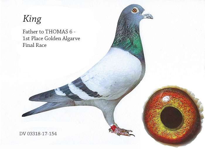 DV07348-21-2 DİŞİ / SİMON WOLF - BABASININ KARDŞEİ THOMAS 6 ANNESİ ROMARİO TORUNU