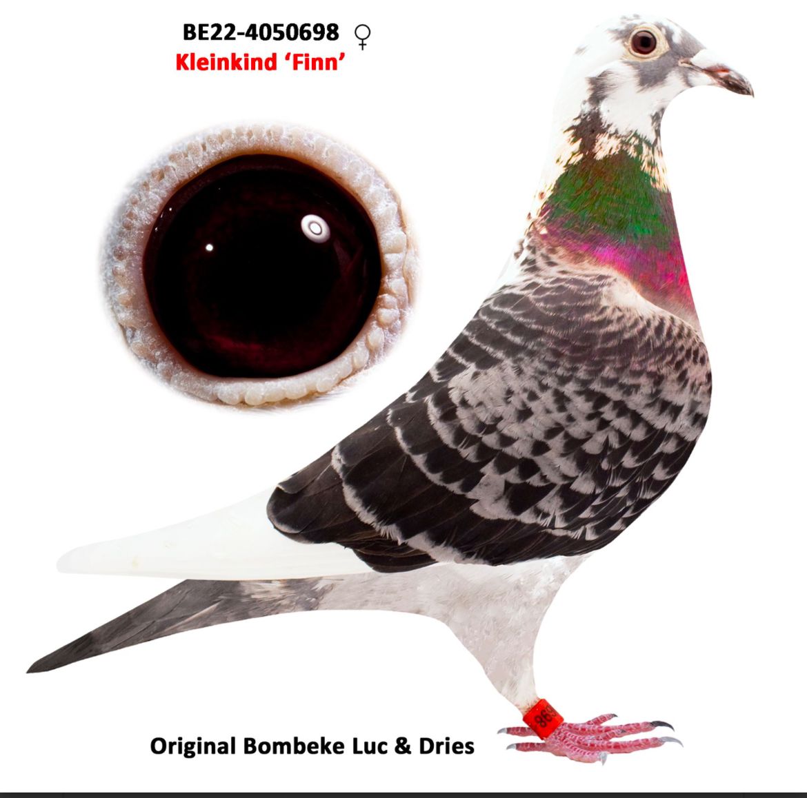 DV08104-24-126 ERKEK / ANNESİ FINN TORUNU