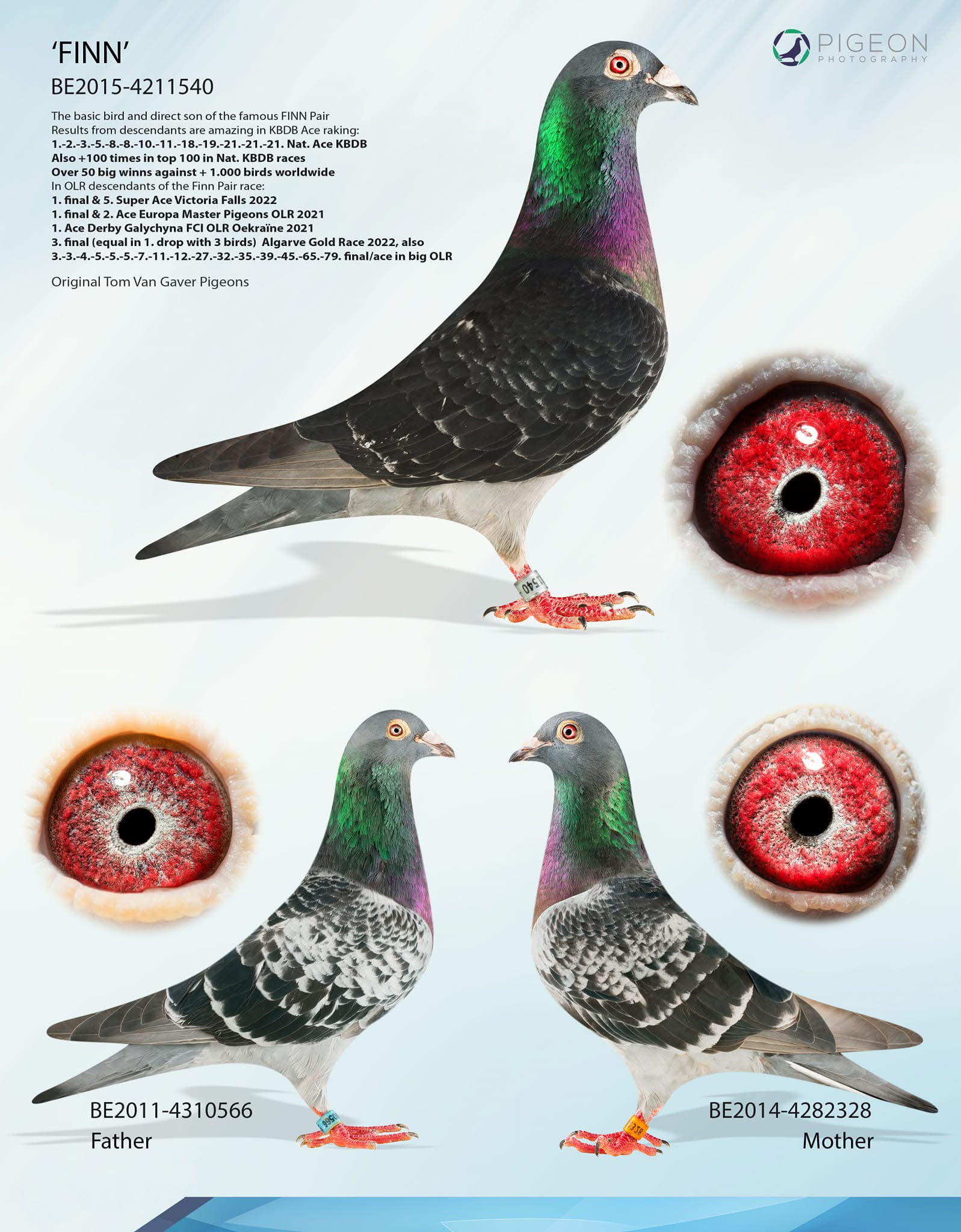 DV08104-24-126 ERKEK / ANNESİ FINN TORUNU