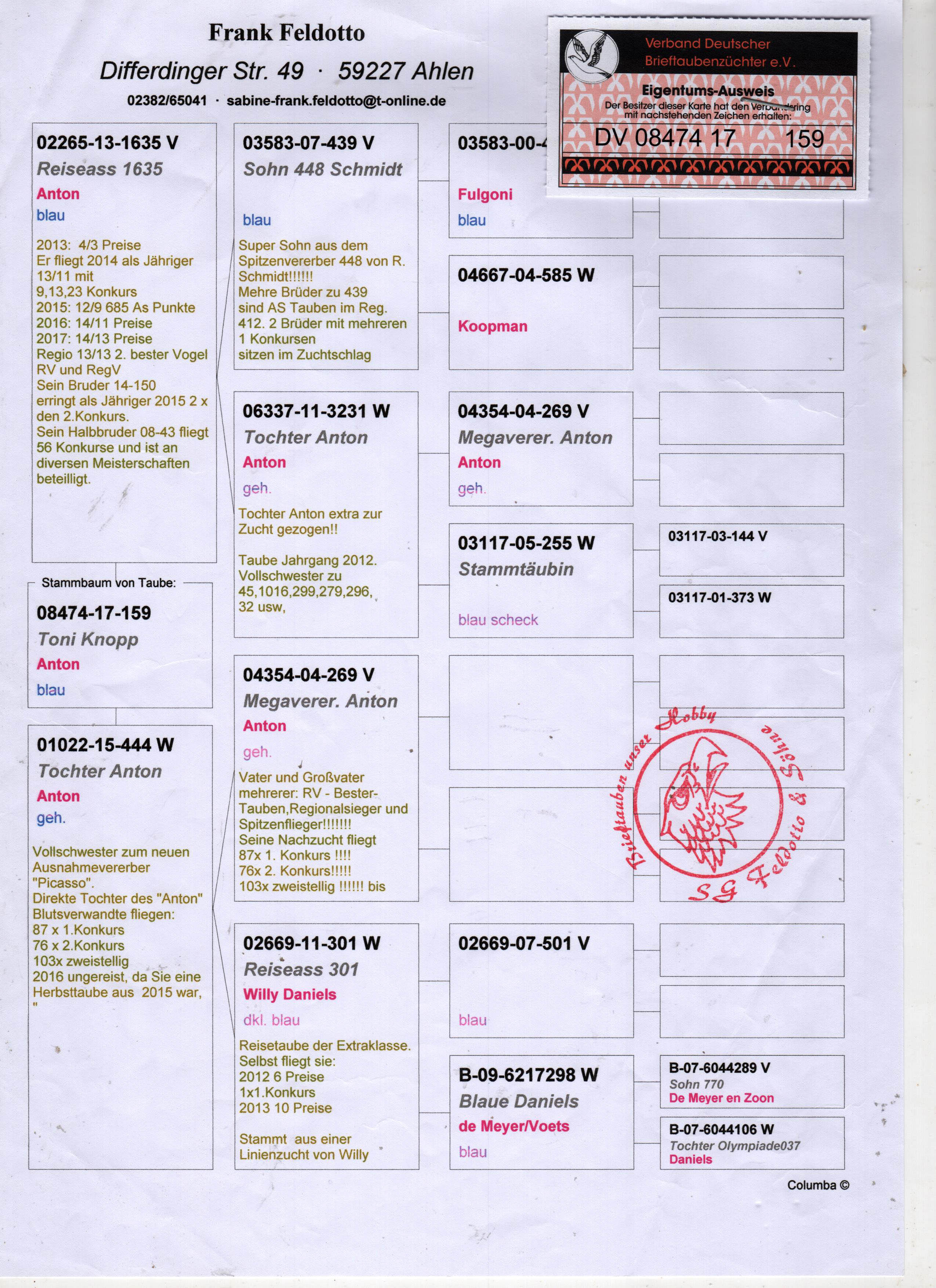 DV08474-17-159 DİŞİ / INBREED ANTON 