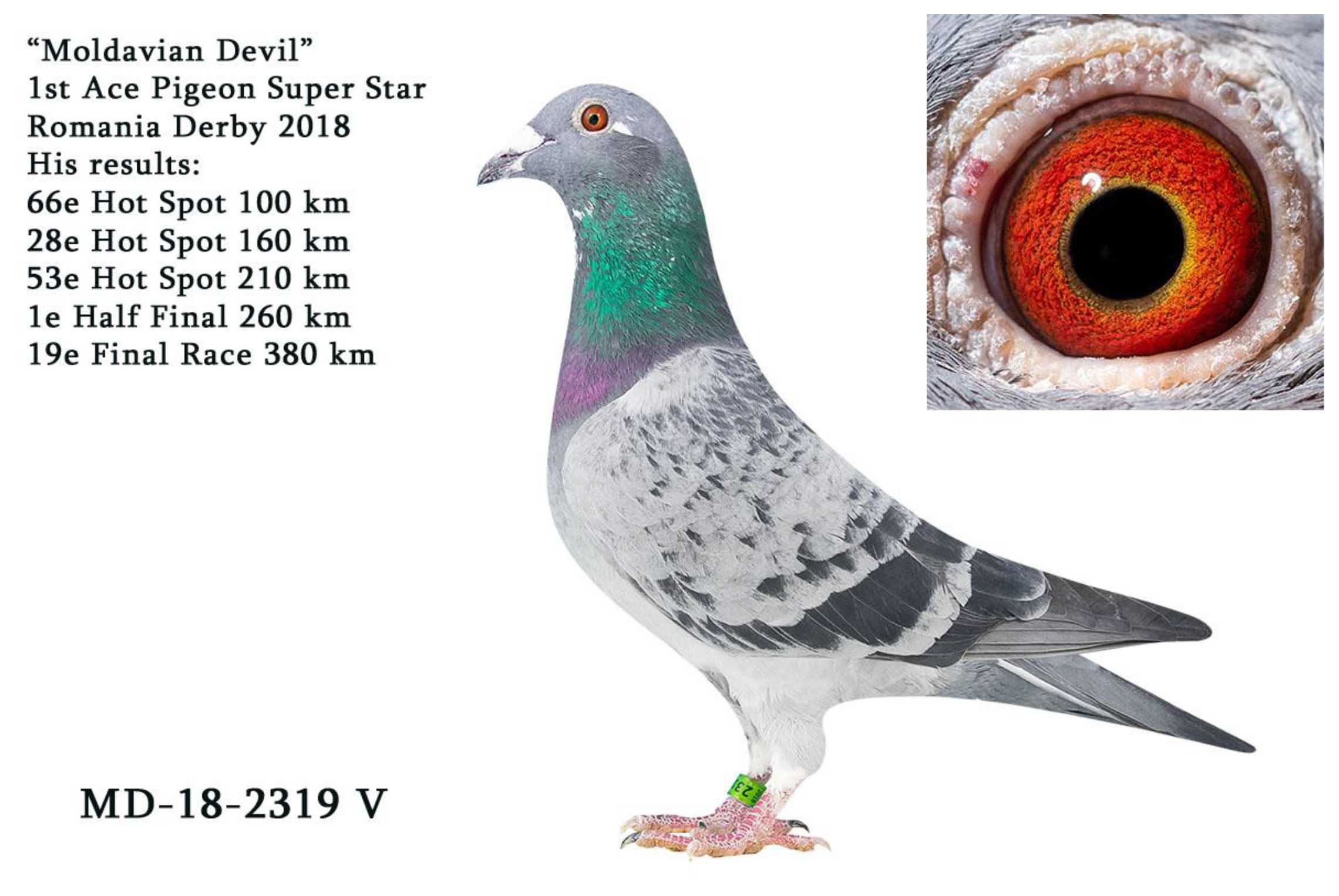 DV08897-19-502 DİŞİ / SG STEFFL BABASI 1. ACE PİGEON ANNESİ GİANT COUPLE KIZI !!!