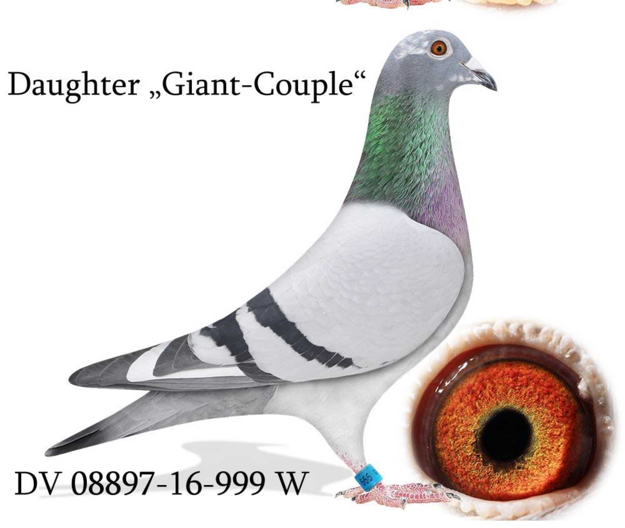 DV08897-19-502 DİŞİ / SG STEFFL BABASI 1. ACE PİGEON ANNESİ GİANT COUPLE KIZI !!!