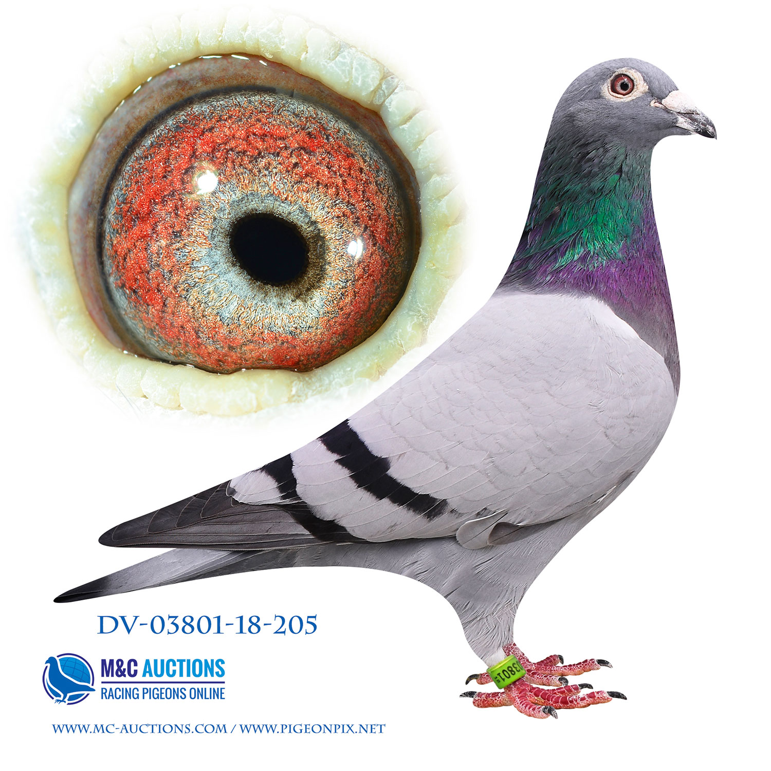 DV08897-20-6288 DİŞİ /  ANNESİ 1. ACE RİACHOS OLR BABASI 1. ACE SUPERSTAR OLR