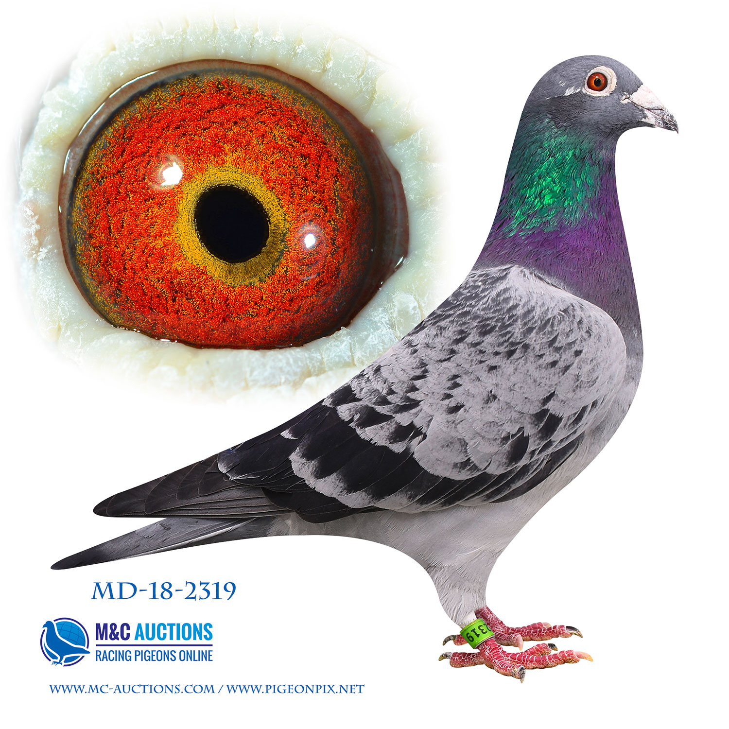 DV08897-20-6288 DİŞİ /  ANNESİ 1. ACE RİACHOS OLR BABASI 1. ACE SUPERSTAR OLR