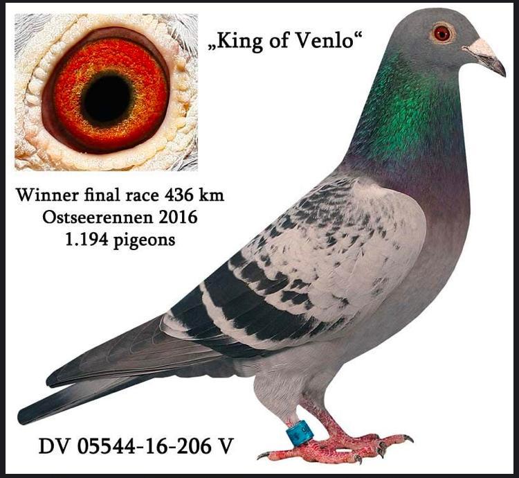 DV08897-21-1687 DİŞİ  D-KOPPEL PAIR - KING OF VENLO