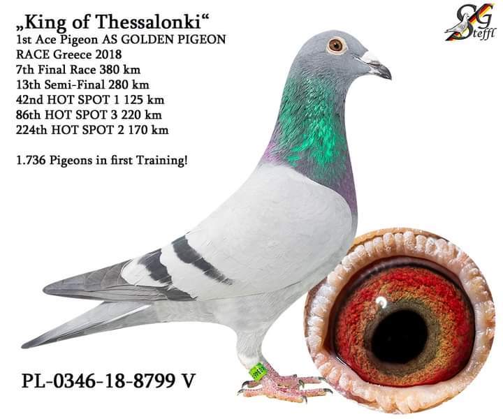 DV08897-22-1204 ERKEK / ORG SG STEFFL - KENDİSİ ALGARVE GOLDEN RACE YARIŞMIŞTIR