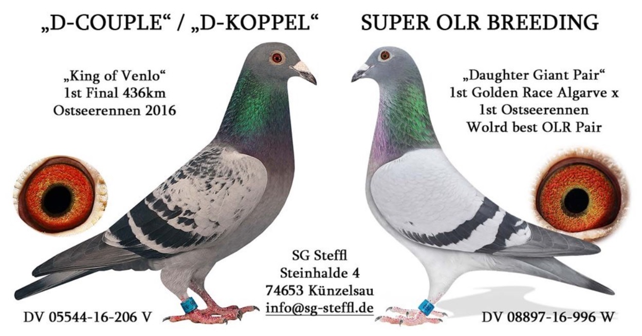 DV08897-23-1287 ERKEK / TAM KARDEŞİ 18. FİNAL DERBY16  ANNESİ 3. FİNAL DERBY16 BABASI 1. AS PIGEON AS GOLDEN 