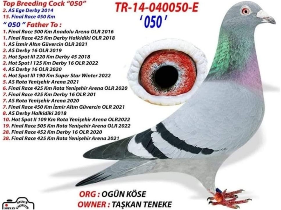 DV08897-23-1287 ERKEK / TAM KARDEŞİ 18. FİNAL DERBY16  ANNESİ 3. FİNAL DERBY16 BABASI 1. AS PIGEON AS GOLDEN 