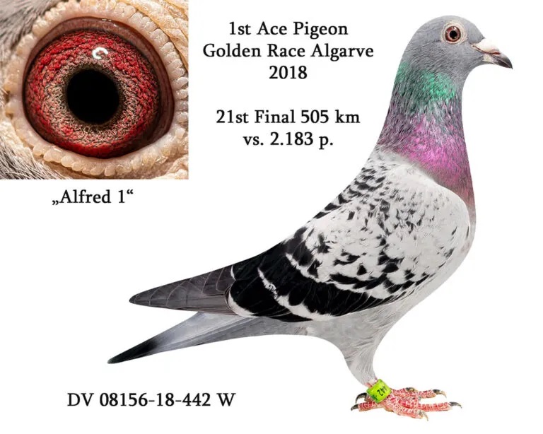 DV08897-23-1396 ERKEK / BABADAN KARDEŞİ 1 FİNAL SUPER CUP ANNESİ ALGARVE ACE 1