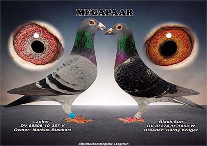 DV08897-23-1396 ERKEK / BABADAN KARDEŞİ 1 FİNAL SUPER CUP ANNESİ ALGARVE ACE 1