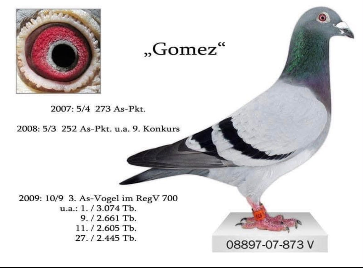 DV08897-23-1403 ERKEK / DOUBLE GOMEZ - SUPER BREEDER