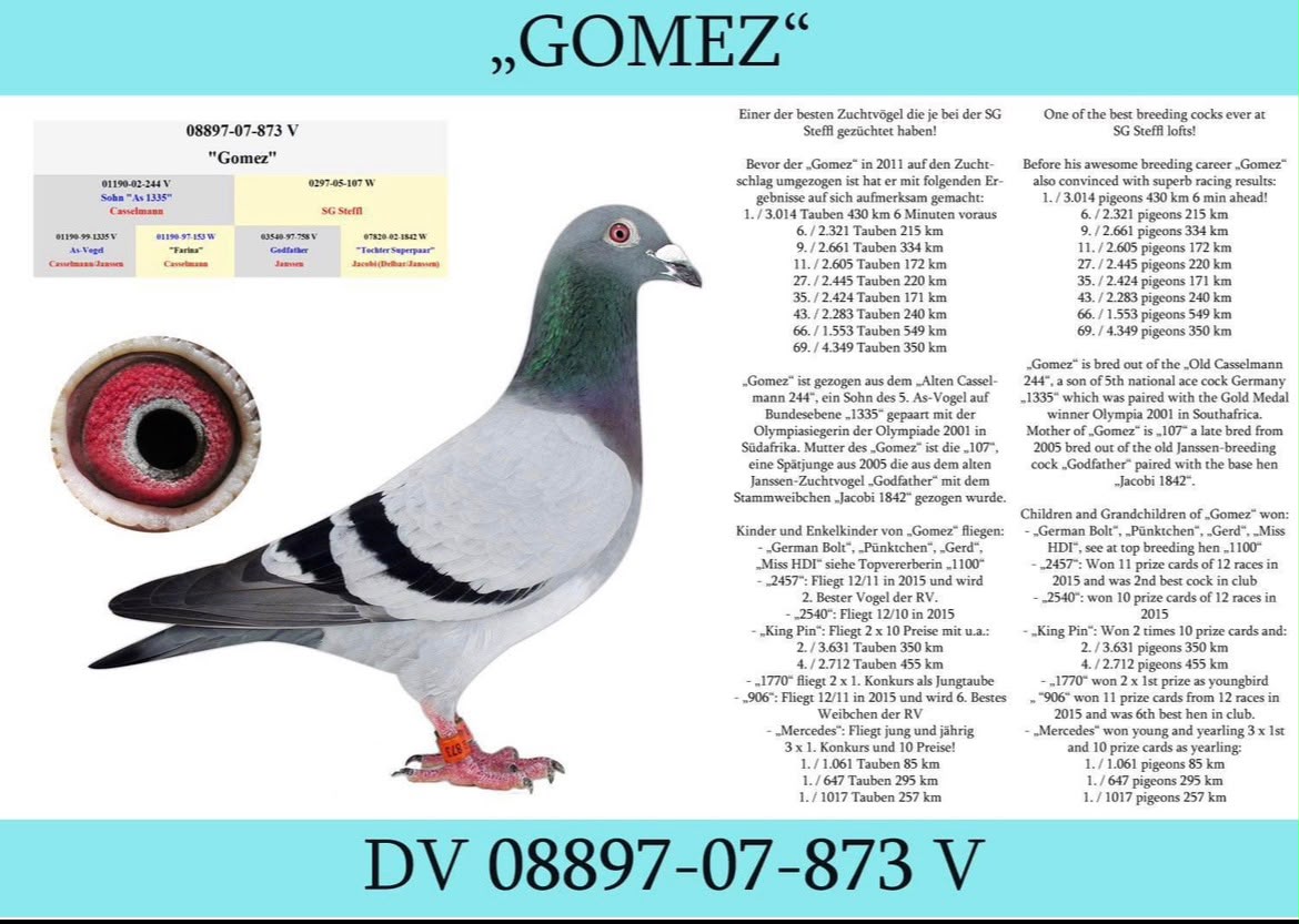 DV08897-23-1403 ERKEK / DOUBLE GOMEZ - SUPER BREEDER