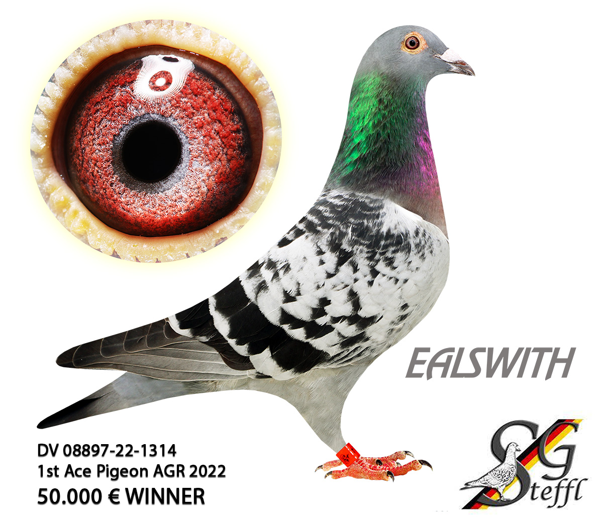 DV08897-23-582 ERKEK / SUPER INBREED ALGARVE AS 1 - EALSWITH