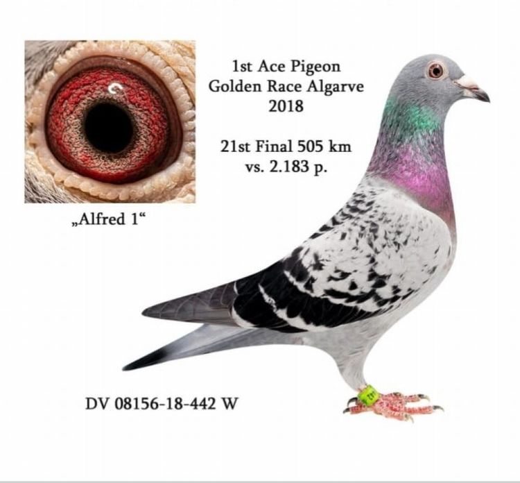 DV08897-23-594 ERKEK / INBREED ALGARVE ACE - W.A. DE BRUIJN 