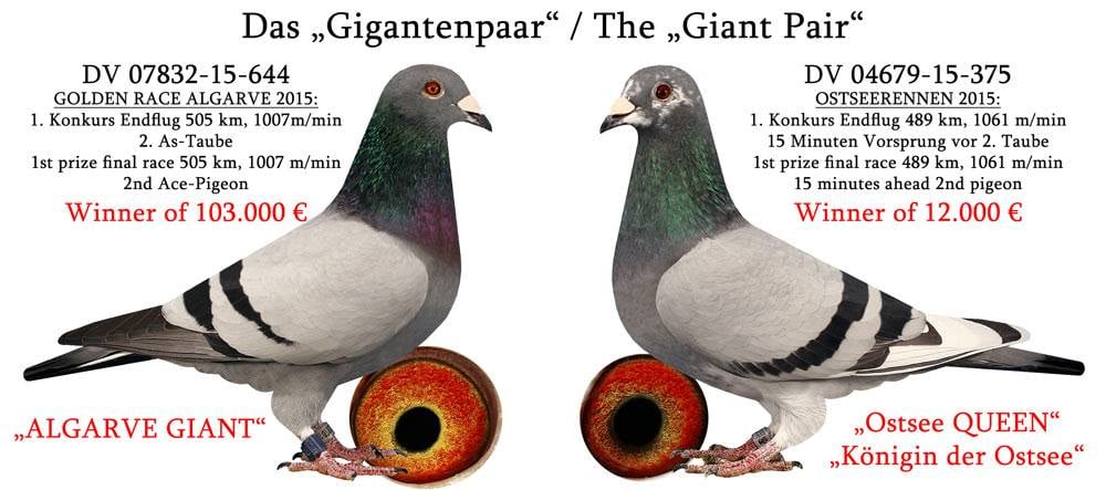 DV08897-24-7584 ERKEK / ORJ SG STEFFL  - INBREED  GIANT PAIR