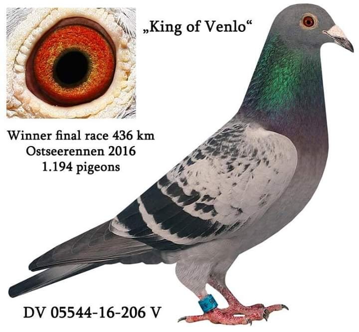DV08897-25-8720 ERKEK / ORJ SG STEFFL  - INBREED  D-KOPPEL - KING OF VENLO -V