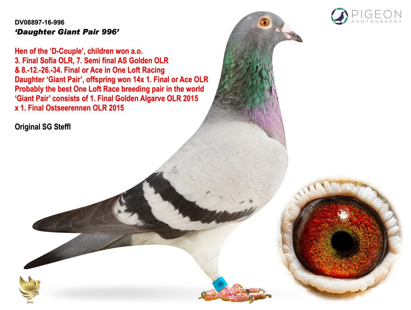DV08897-25-8720 ERKEK / ORJ SG STEFFL  - INBREED  D-KOPPEL - KING OF VENLO -V