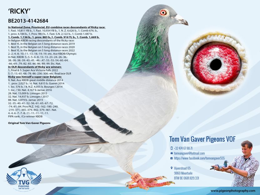 DV08951-25-475 DİŞİ /BEST CARLO TORUNU ANNESİ RİCKY TOM GAVER TORUNU