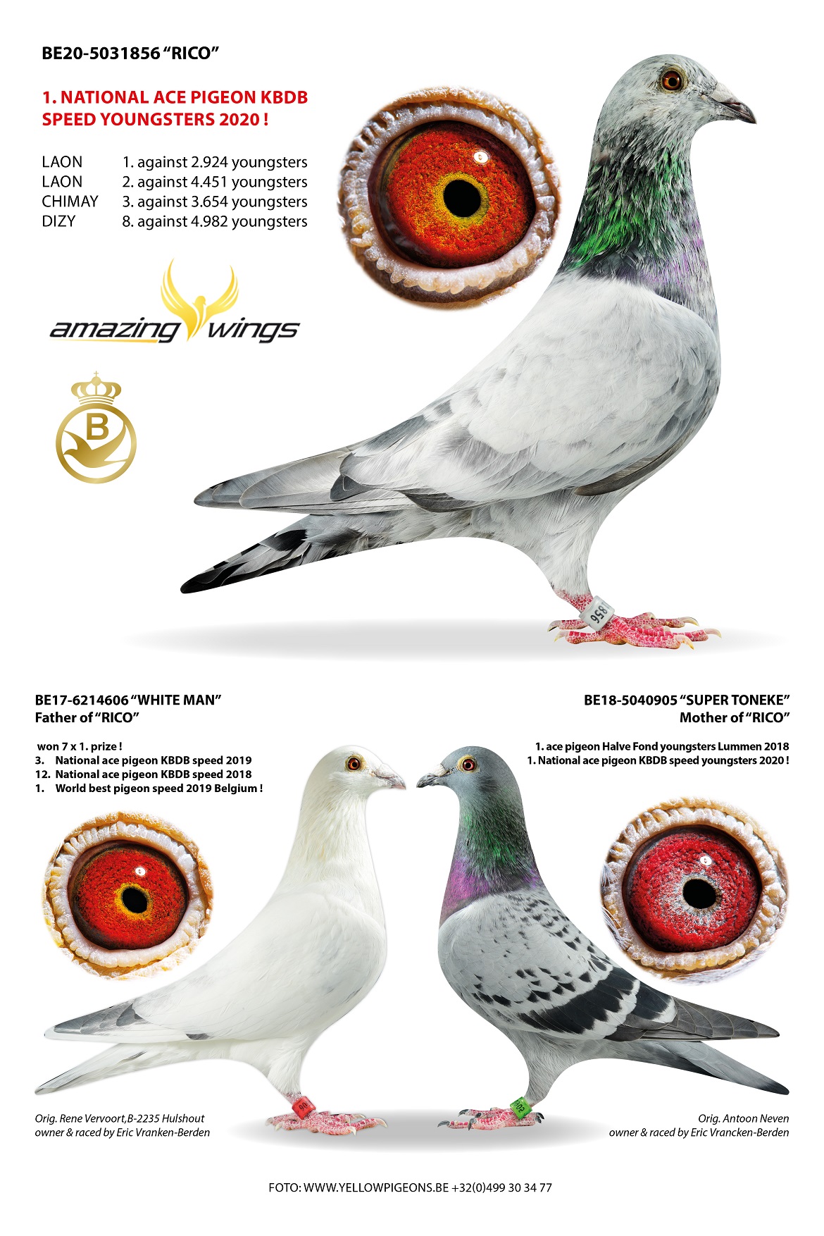 DV09034-24-816 DİŞİ / INBREED OLYMPIC RICO