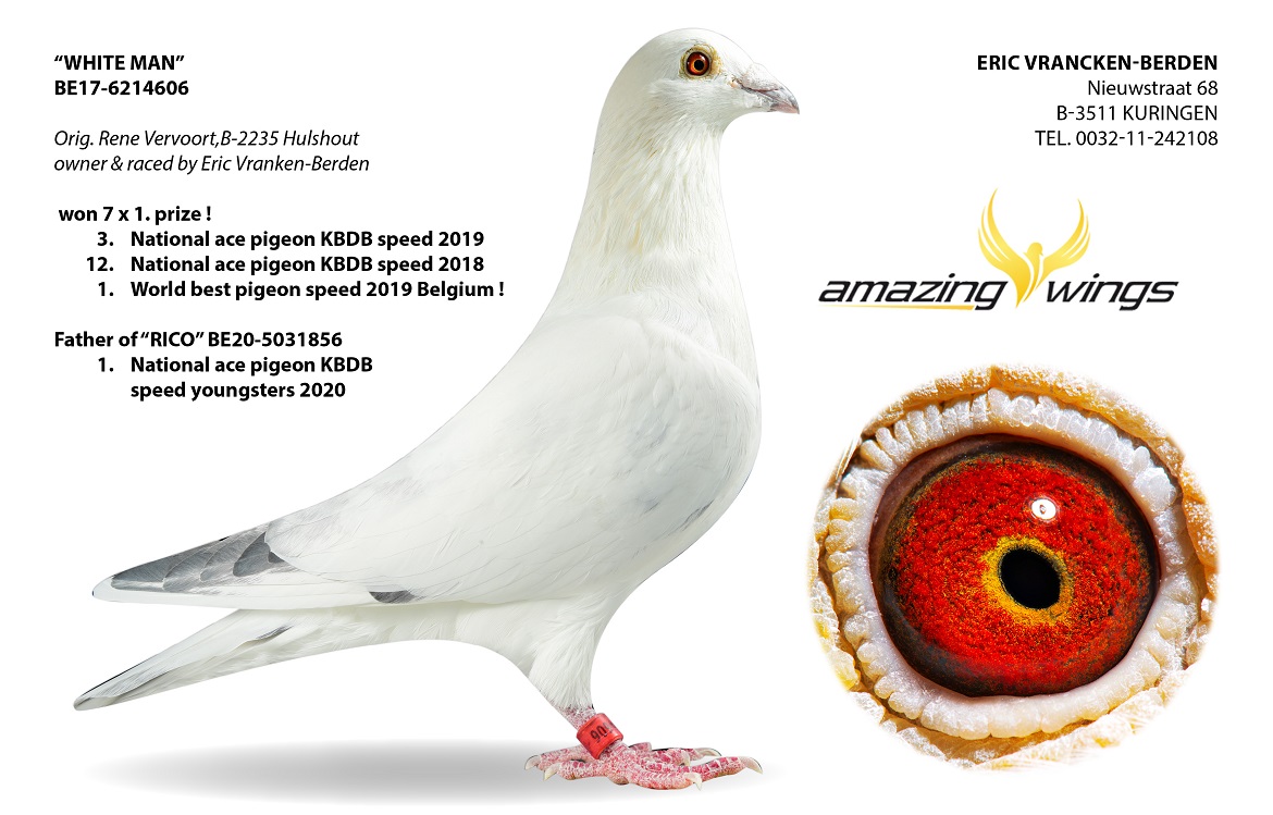 DV09034-24-816 DİŞİ / INBREED OLYMPIC RICO