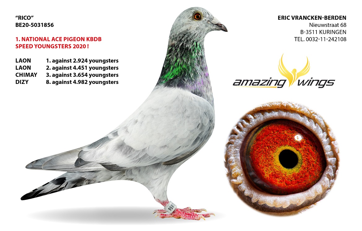 DV09034-24-816 DİŞİ / INBREED OLYMPIC RICO