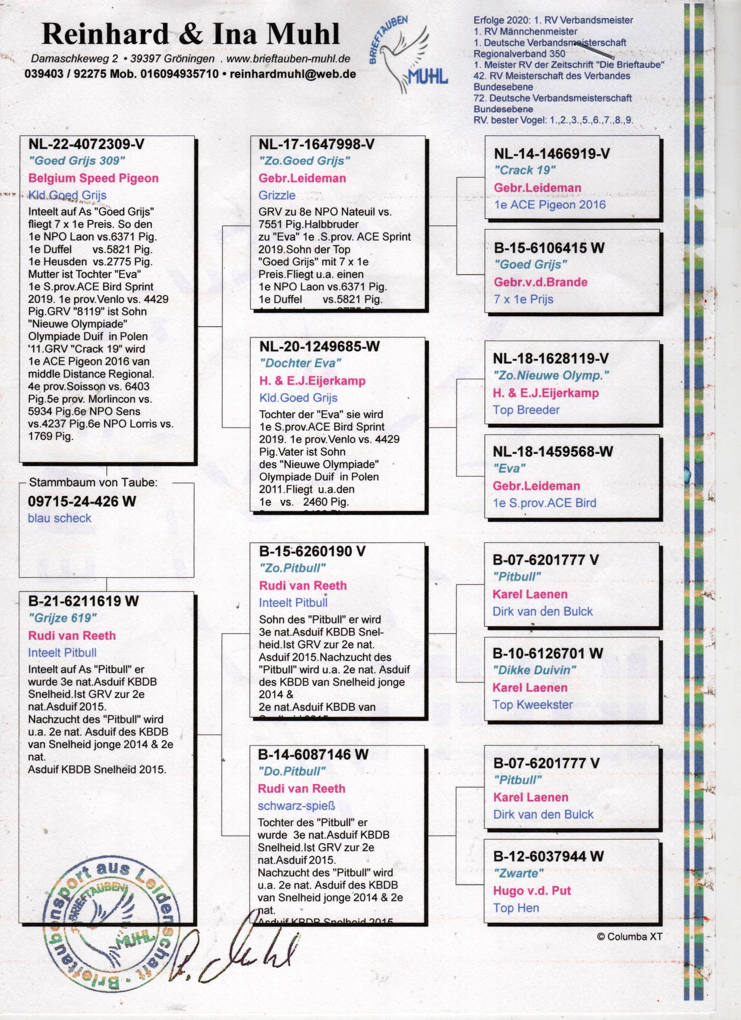 DV09715-24-426 DİŞİ / GEBR LEIDEMNN - PİTBULL 