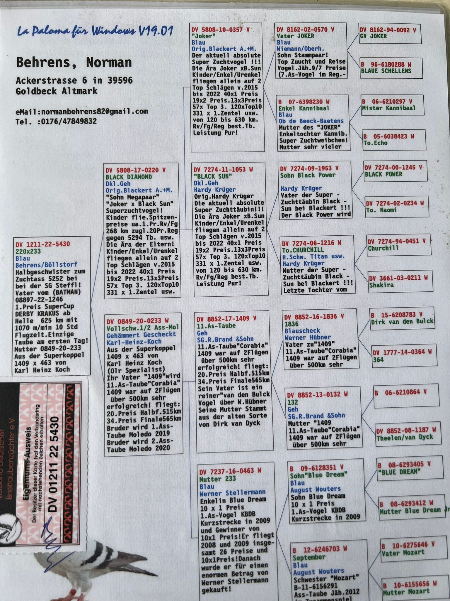 DV1211-22-5430 DİŞİ / BABASI JOKER X BLACK SUN  - OĞLU 