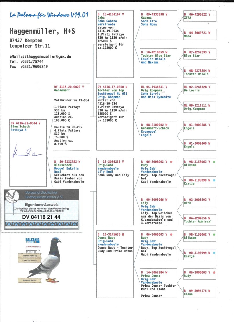 DV4116-21-0044 ERKEK / KENDİSİ ALGARVE YARIŞMIŞ BABSININ KARDEŞİ 1 FİNAL PATTAYA 