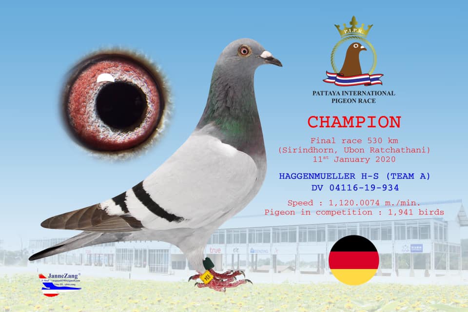 DV4116-21-0044 ERKEK / KENDİSİ ALGARVE YARIŞMIŞ BABSININ KARDEŞİ 1 FİNAL PATTAYA 