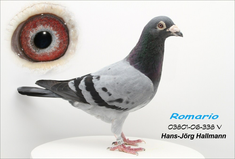 DV415-23-3140 ERKEK / INBREED ROMARIO