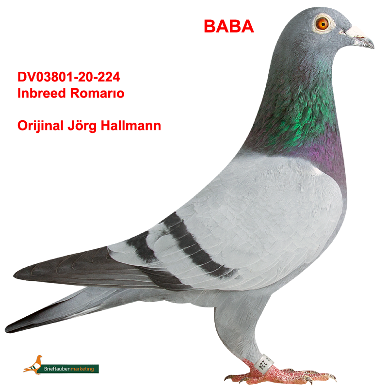 DV415-23-3235 DİŞİ / DEDESİ LEGEND ROMARIO BABASININ DEDESİ ROMARIO 