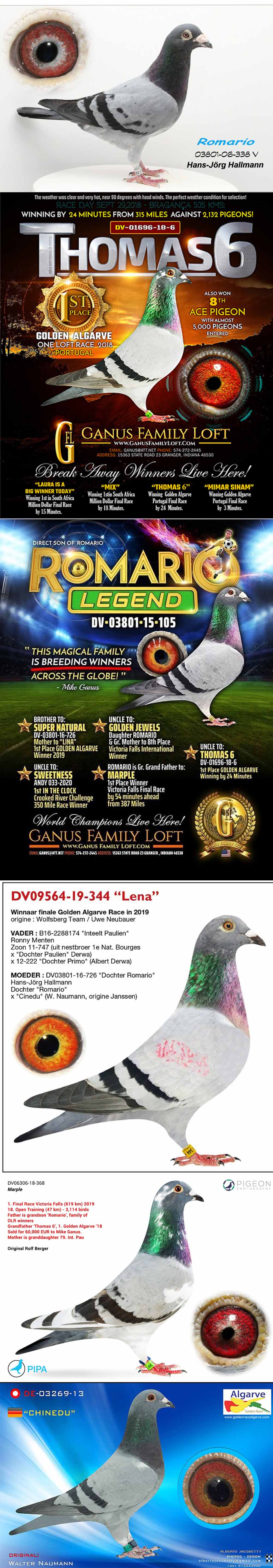 DV415-23-3235 DİŞİ / DEDESİ LEGEND ROMARIO BABASININ DEDESİ ROMARIO 