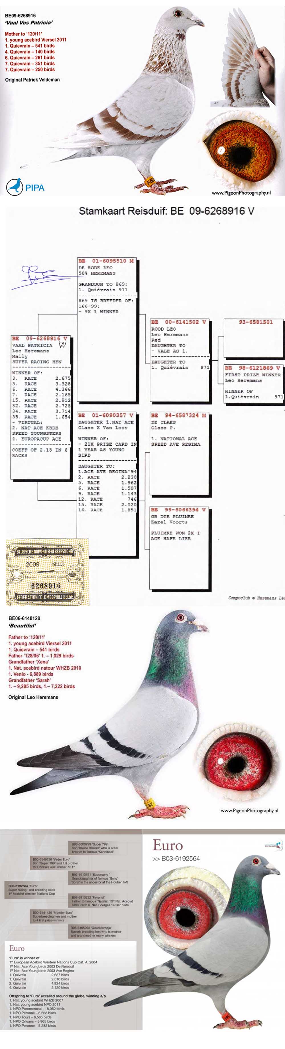 DV415-23-3494 ERKEK / LEO HEREMANS % 100