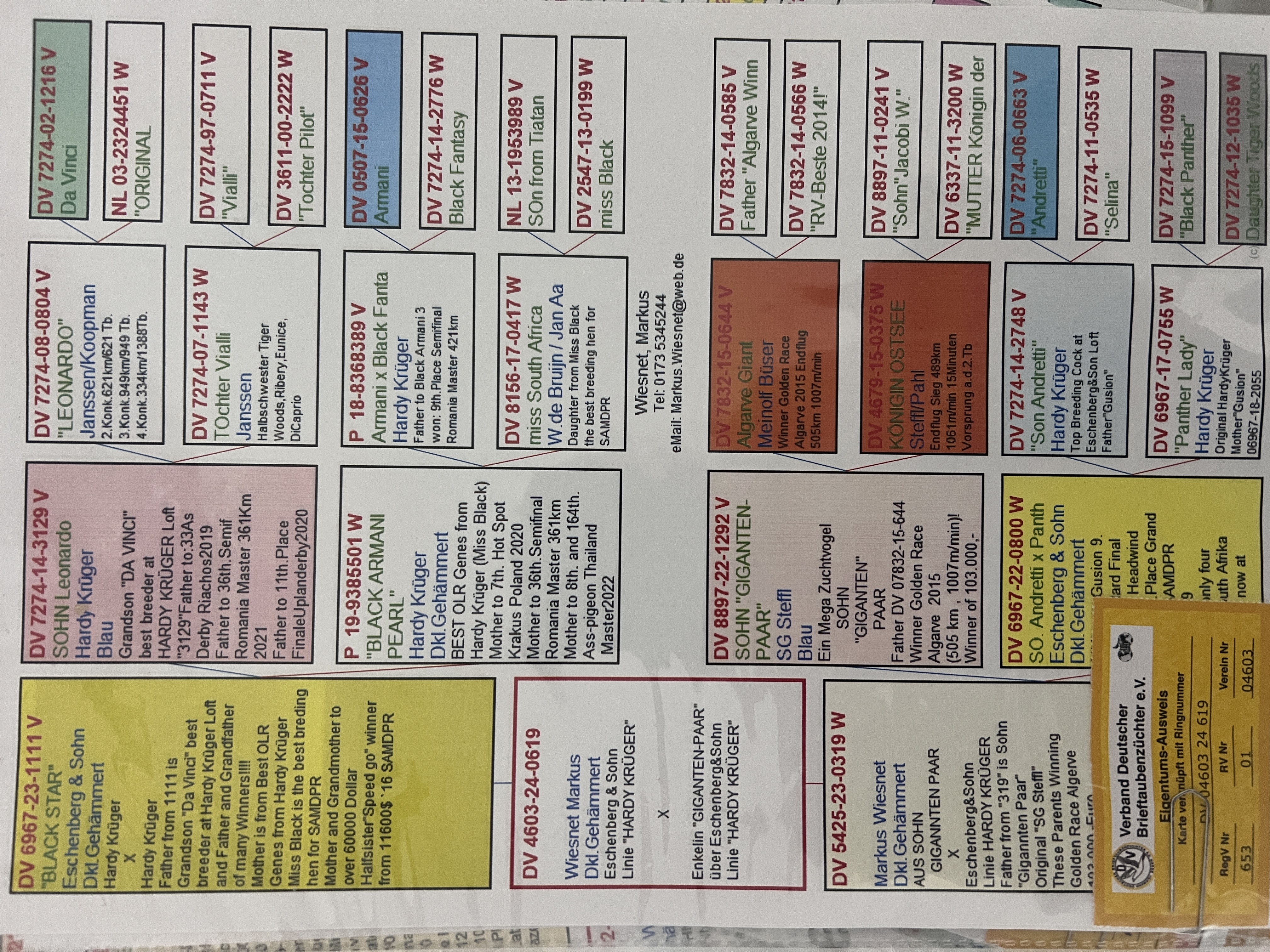 DV4603-24-0619 DİŞİ / HARDY KRUGER % 75