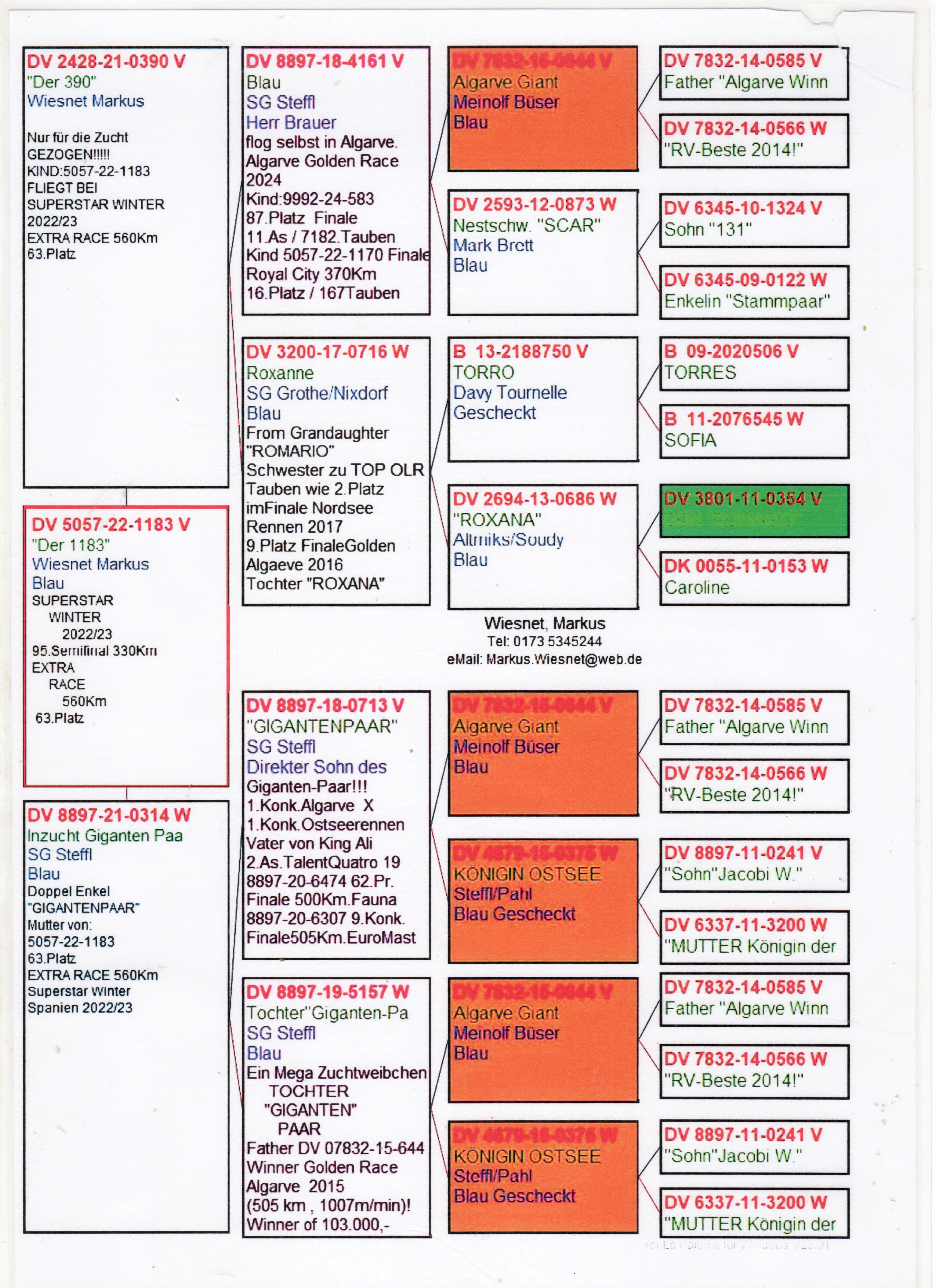 DV5057-22-1183 ERKEK / KENDİSİ YARISMIS 95 SEMİFİNAL 330 KM & 63 FİNAL ANNESİ INBREED GIANT PAIR 