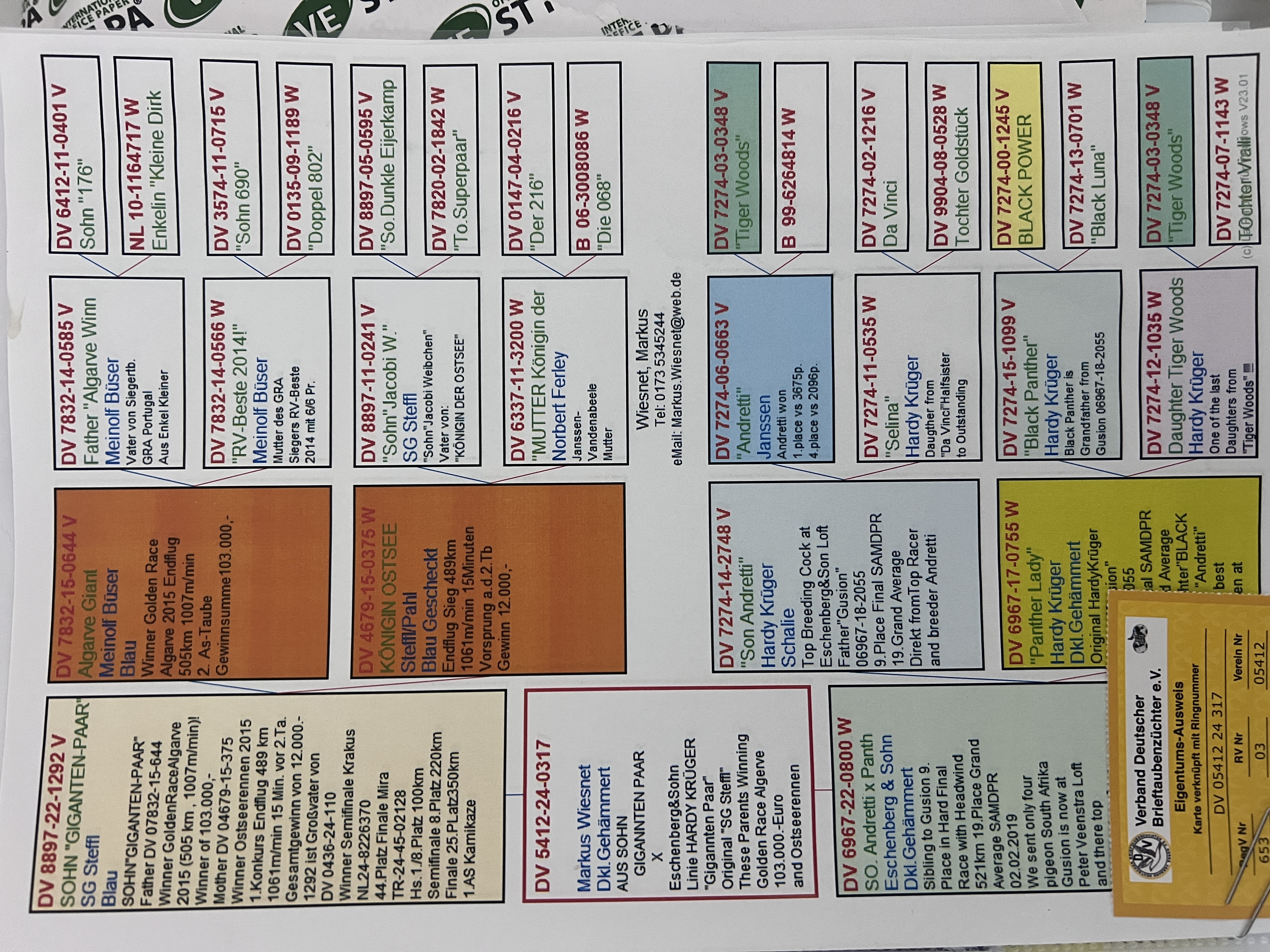 DV5412-24-0317 DİŞİ / ALGARVE GIANT - HARDY KRUGER