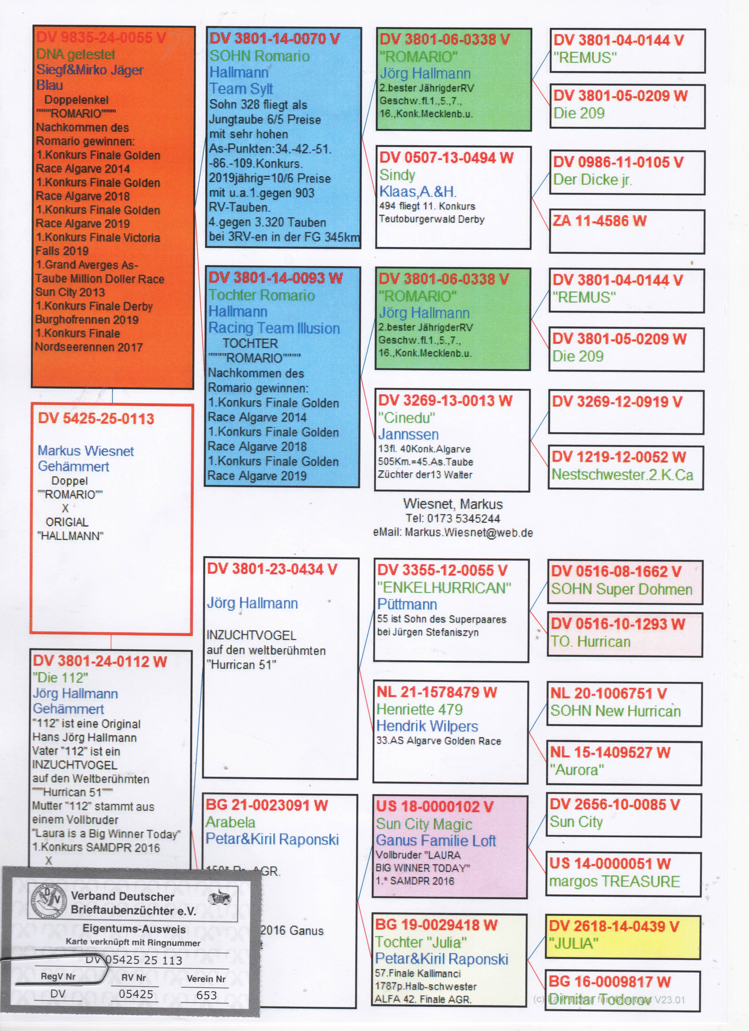 DV5425-25-0113 ERKEK / BABASI INBREED ROMARIO ANNESİ HURRICAN 51 & SUN CITY