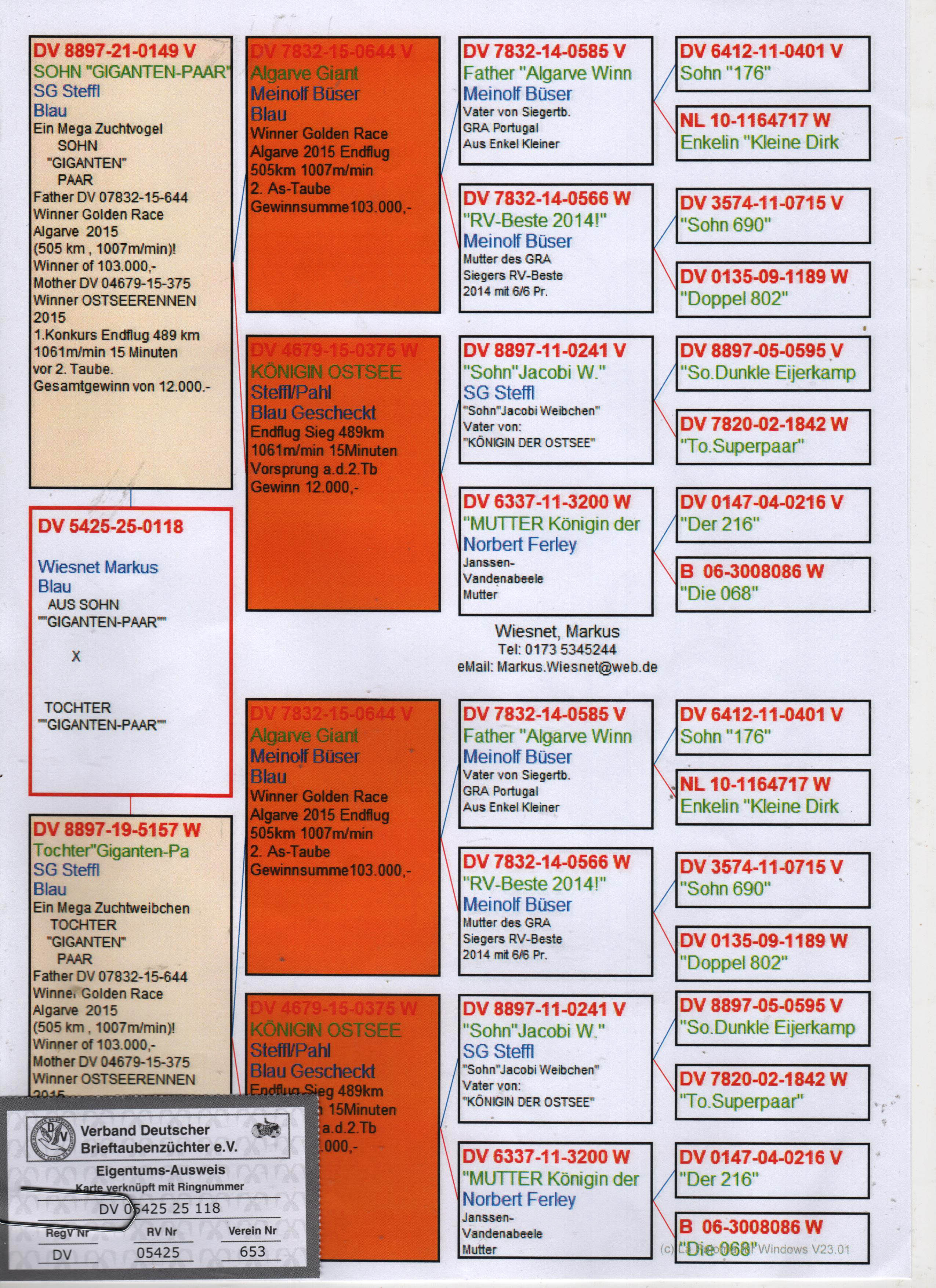 DV5425-25-0118 ERKEK / INBREED GIANT PAIR - DNA SERTİFİKALI