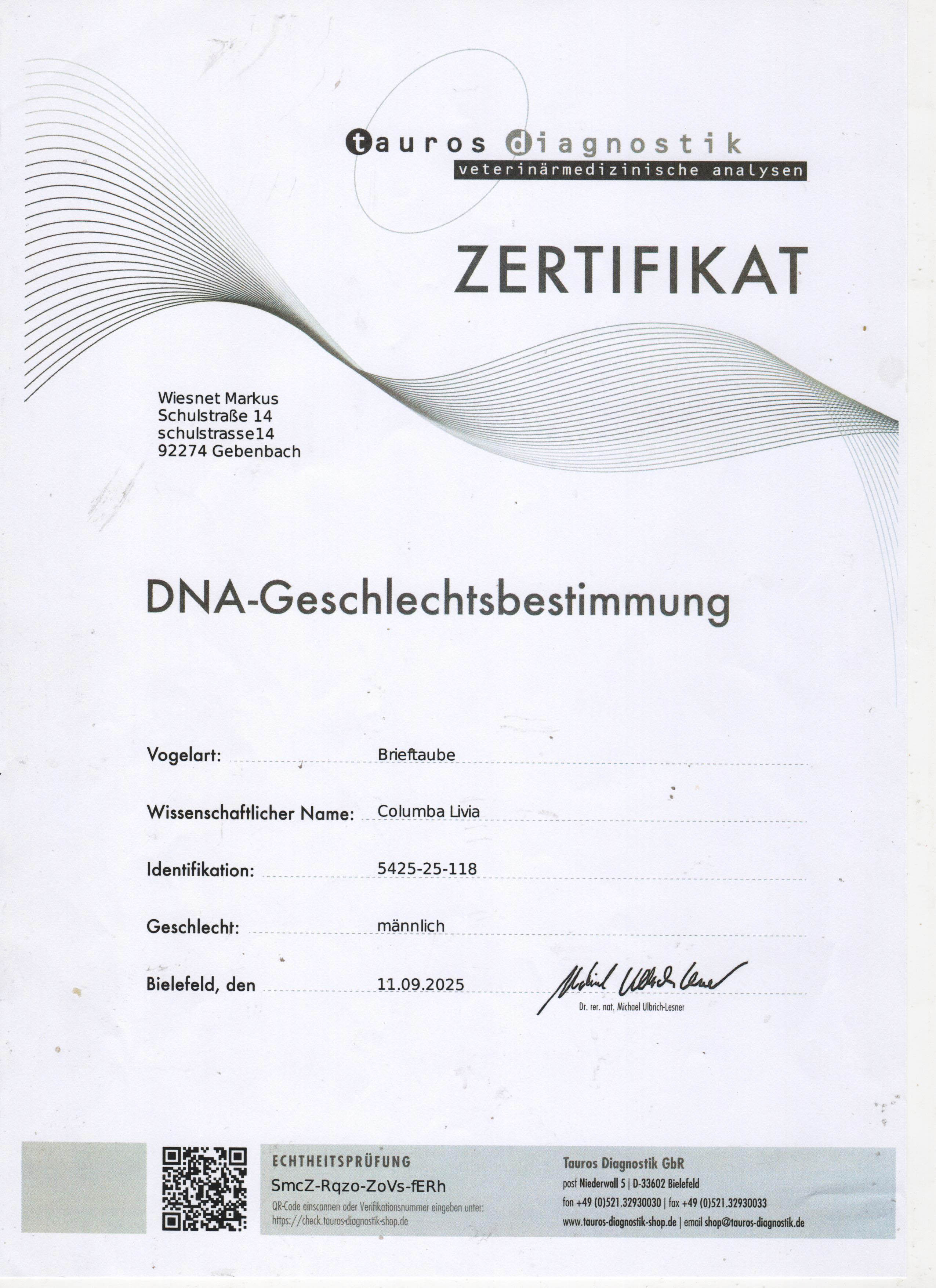 DV5425-25-0118 ERKEK / INBREED GIANT PAIR - DNA SERTİFİKALI