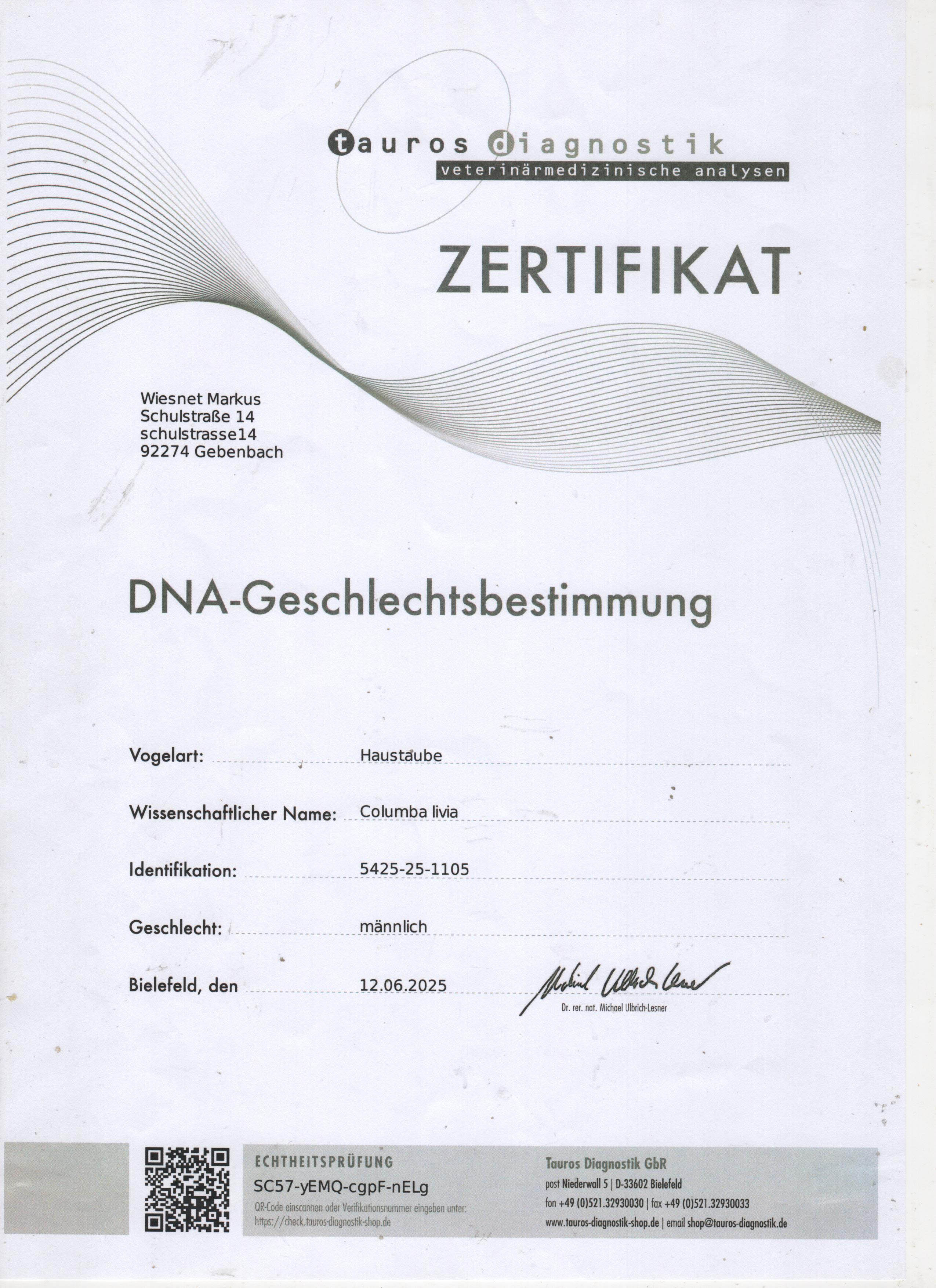 DV5425-25-1105 ERKEK / JORG HALLMANN % 100 - DNA SERTİFİKALI
