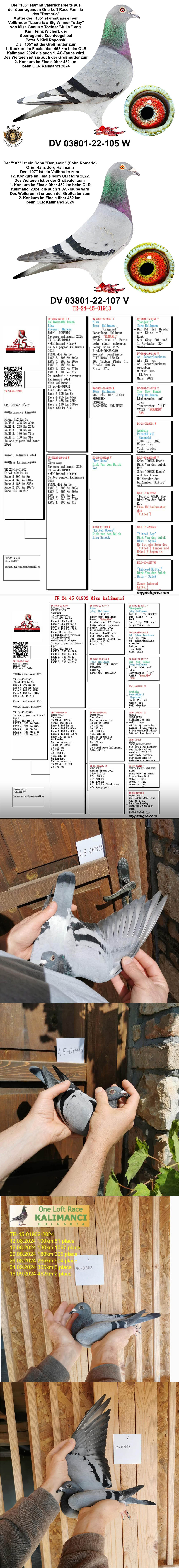 DV5425-25-1105 ERKEK / JORG HALLMANN % 100 - DNA SERTİFİKALI