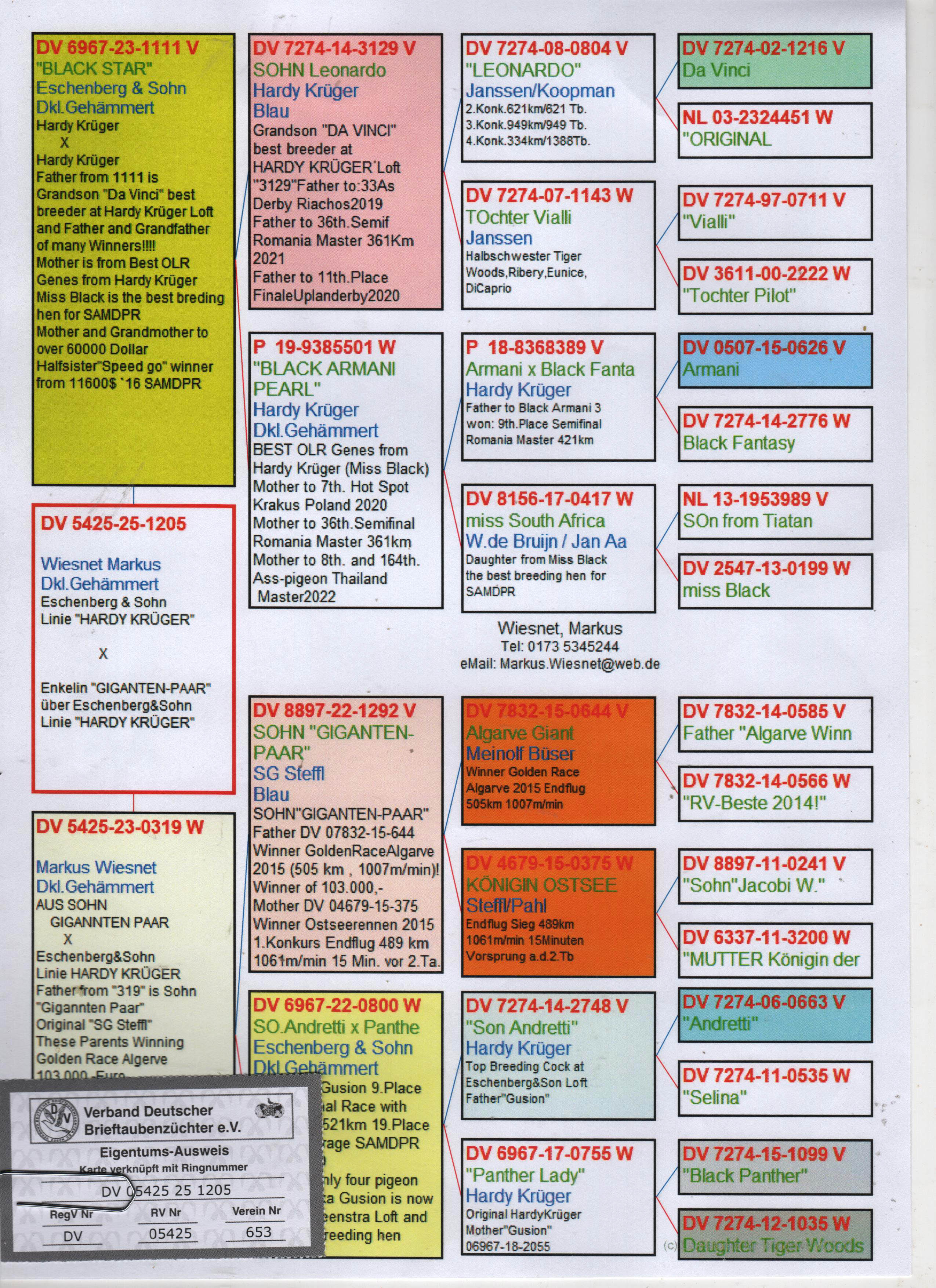 DV5425-25-1205 ERKEK / HARDY KRUGER - GIANT PAIR  - DNA SERTİFİKALI