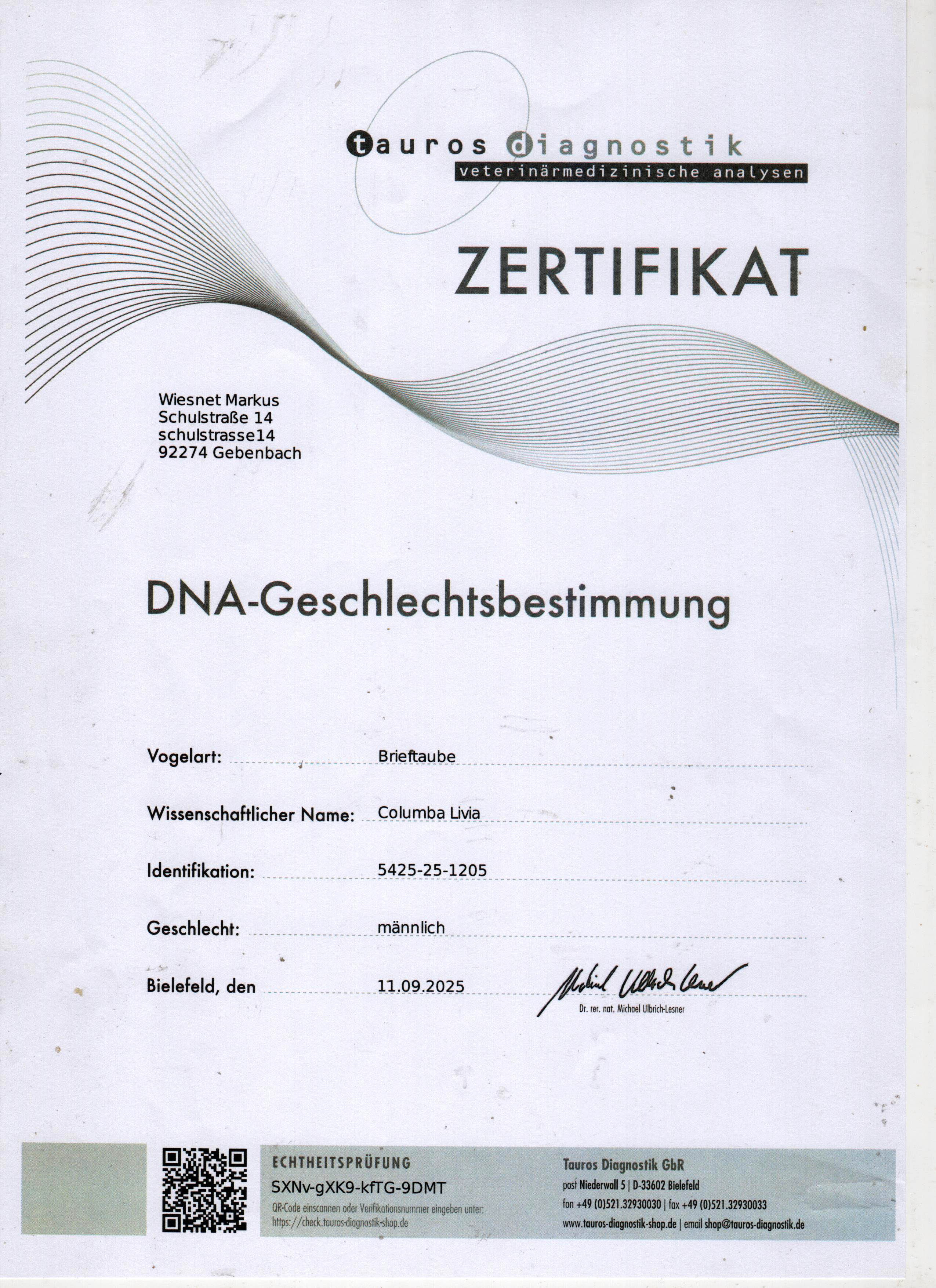 DV5425-25-1205 ERKEK / HARDY KRUGER - GIANT PAIR  - DNA SERTİFİKALI