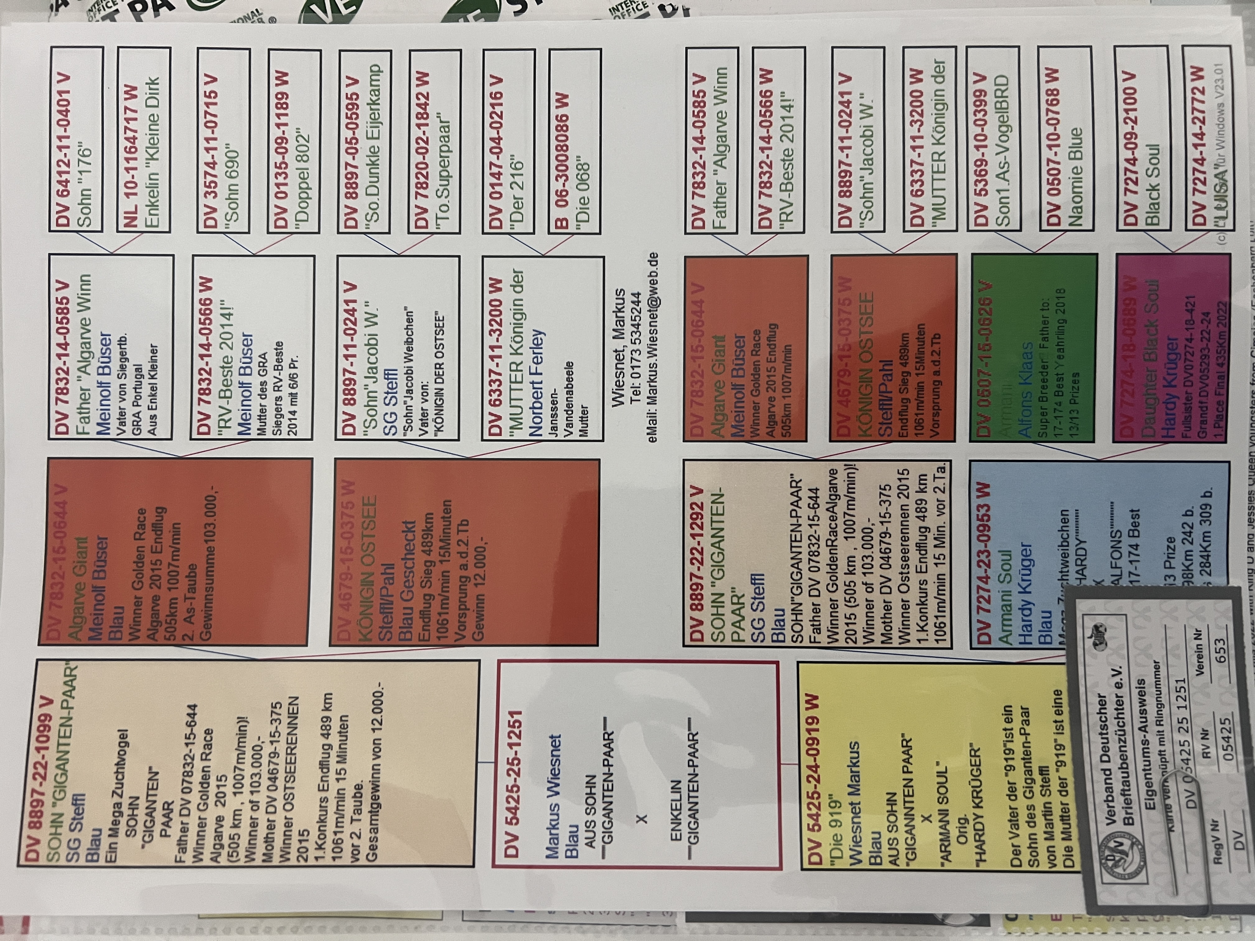 DV5425-25-1251 / ALGARVE GIANT PAIR INBREED