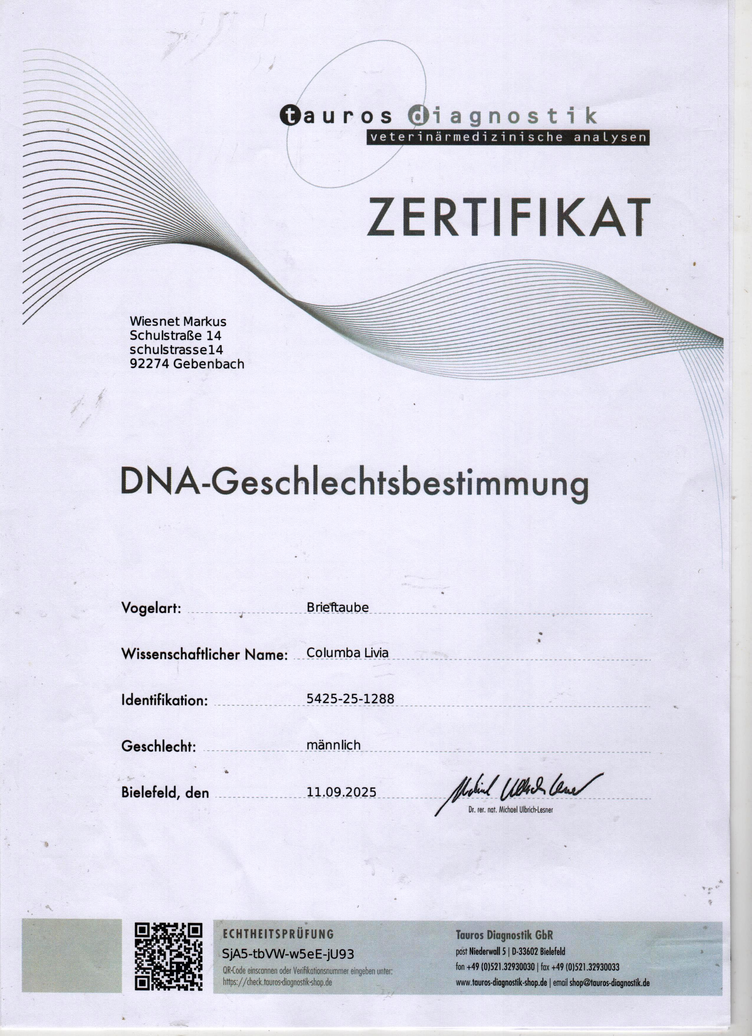 DV5425-25-1288 / INBREED GIAT PAIR